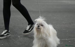 Maltese dogs for sale: Korean bloodline Maltese  - Advert 9