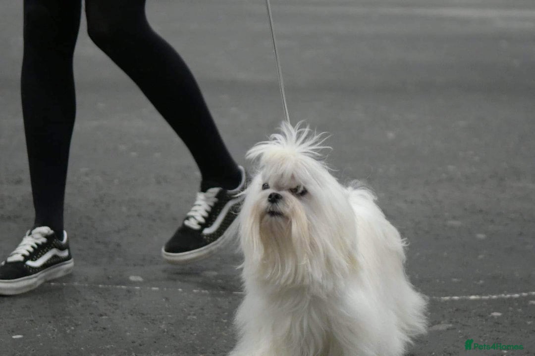 Maltese dogs for sale: Korean bloodline Maltese  - Advert 9