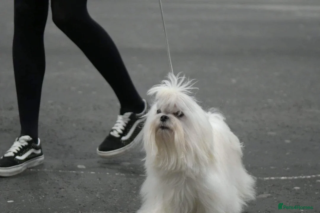 Maltese dogs for sale: Reduced price 💙Maltese cute puppies 💙 - Advert 23