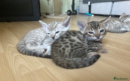 Bengal cats for sale: F5 TICA REGISTERED SNOW AND BROWN BENGALS - Image 8