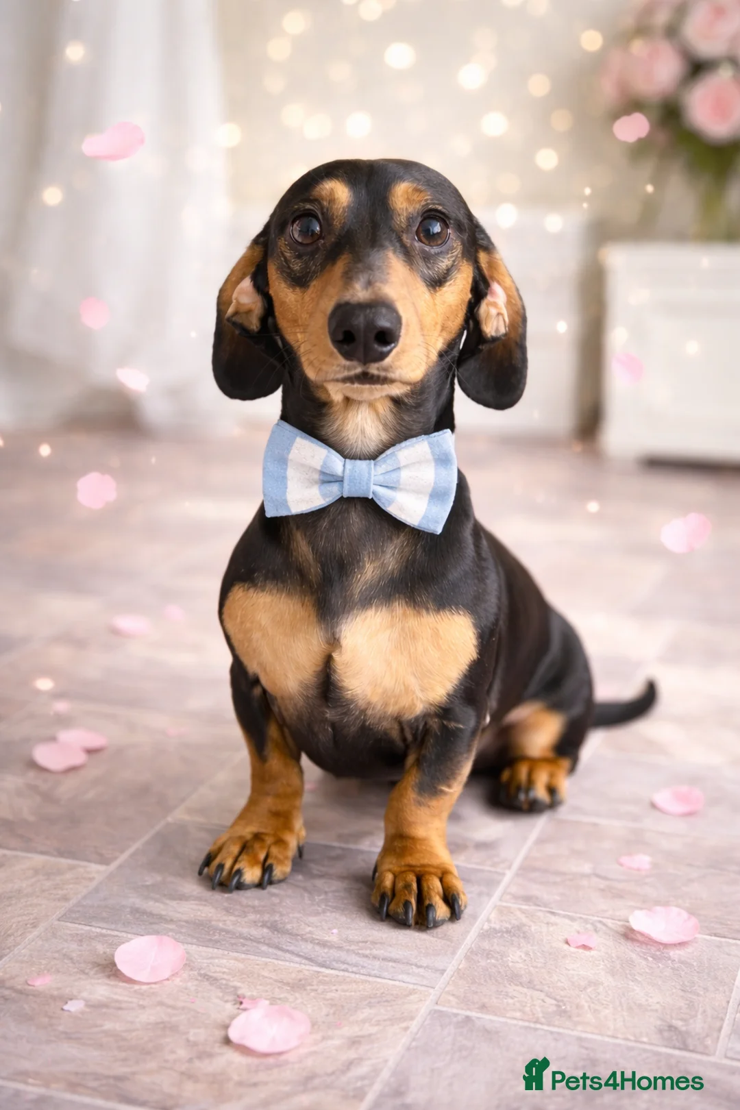 Dachshund dogs for stud: Studding out my male dashound   in Normanton - Advert 2