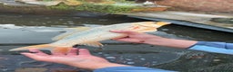 Koi Carp fish for sale: Koi carp  - Advert 2