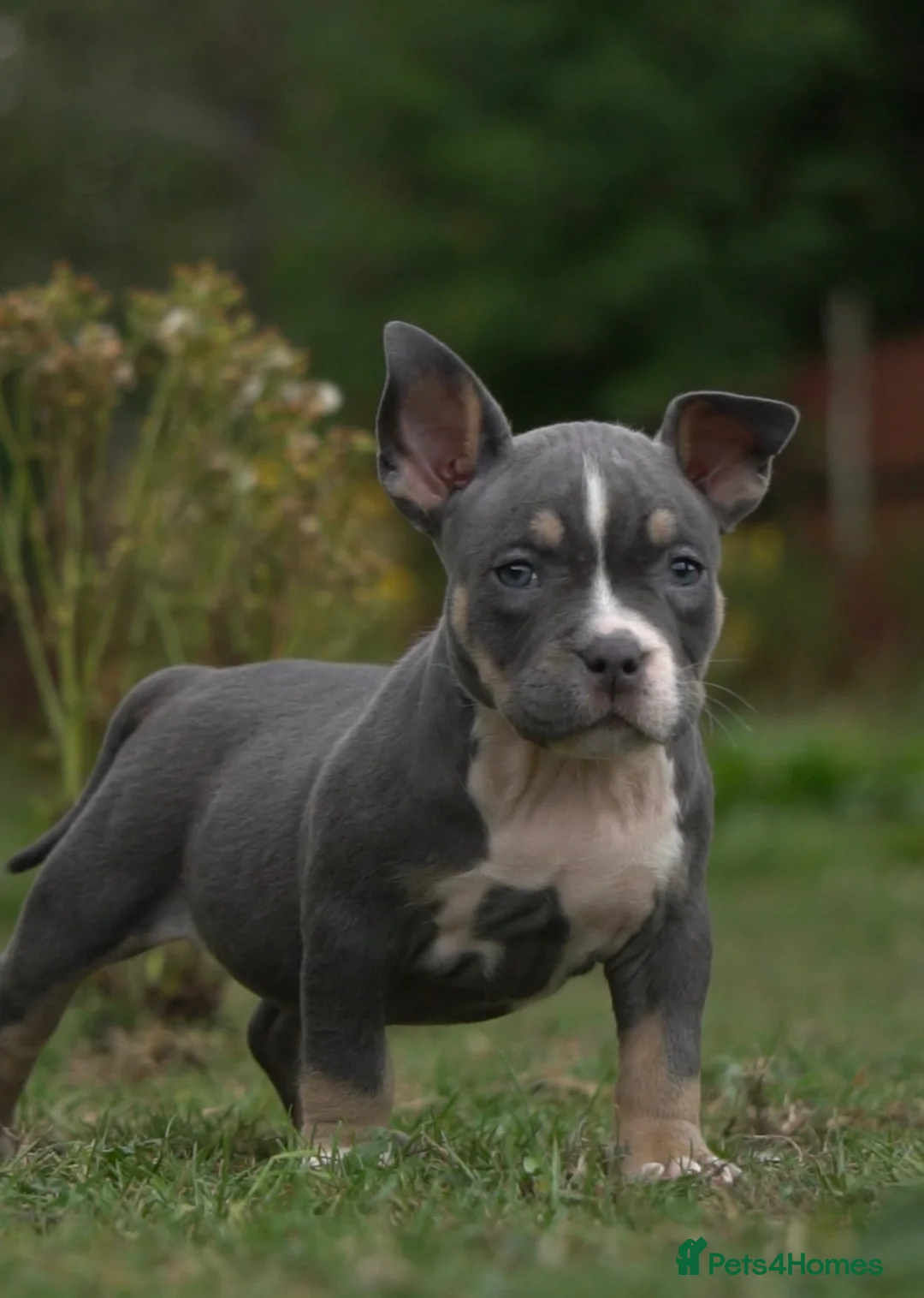 American Bully dogs for sale: American Micro Bullies  - Advert 2