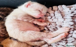 Bengal cats for sale: TICA Reg Bengal Kittens - Browns, Lynx & Mink - Image 15