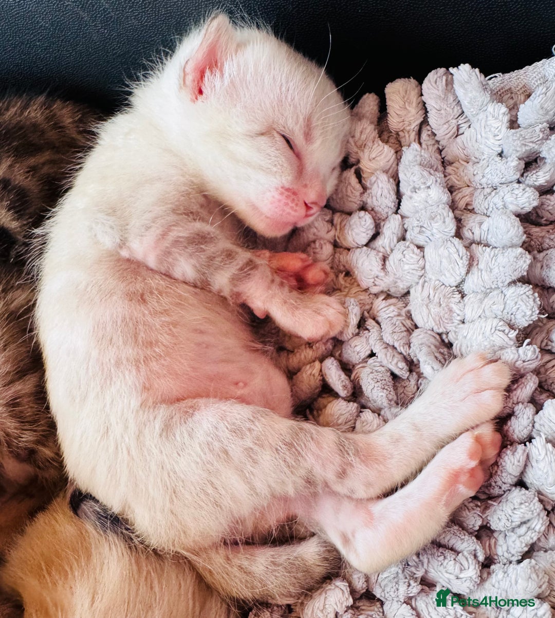 Bengal cats for sale: TICA Reg Bengal Kittens - Browns, Lynx & Mink - Image 15