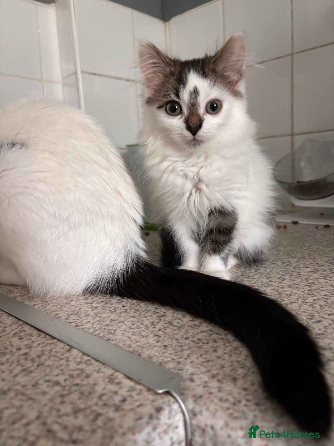 Mixed Breed cats for sale: Beautiful kittens. - Image 1