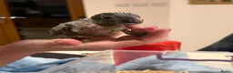 Macaws birds for sale: Hand reared silly tame hahns macaw  - Advert 3