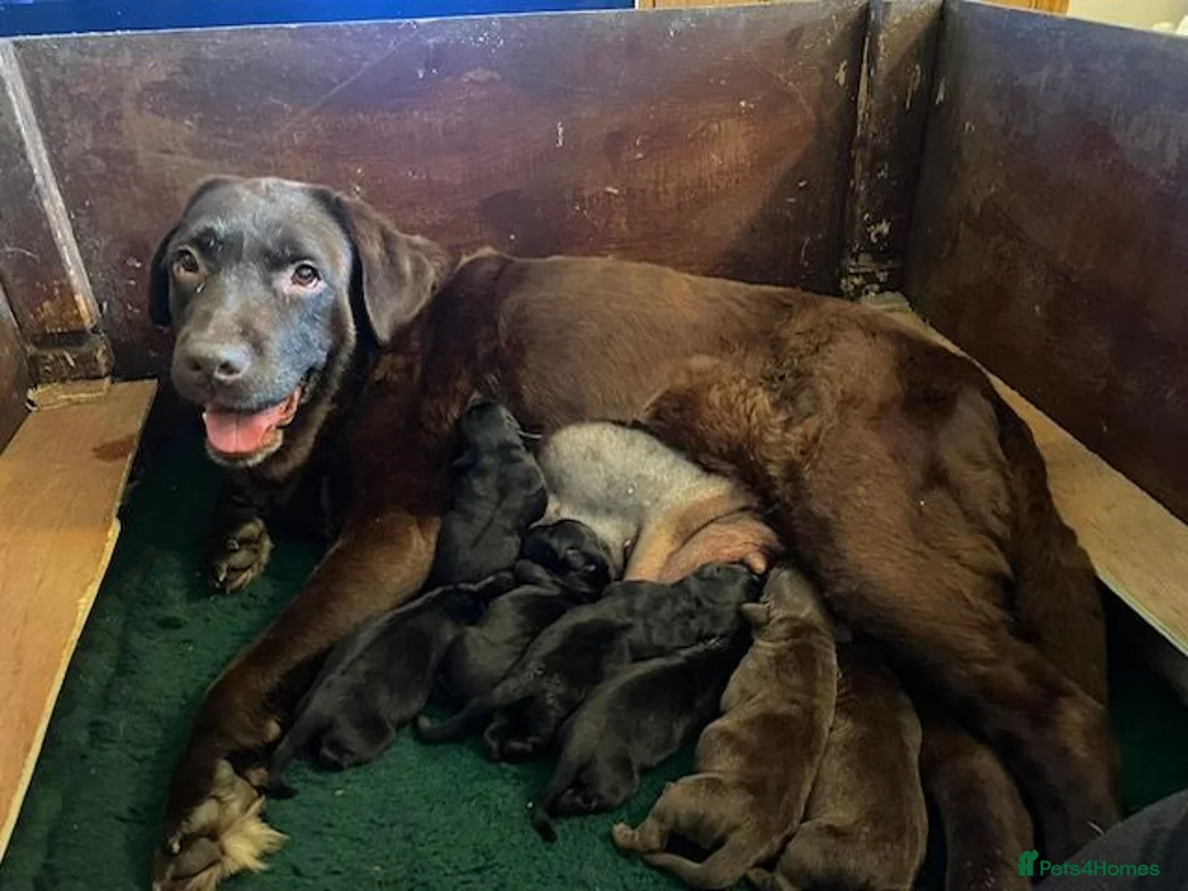 Labrador Retriever dogs for sale: 3 CHUNKY SHOW LABRADOR PUPPY BOYS AVAILABLE - Advert 1