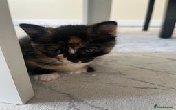 Mixed Breed cats for sale: Beautiful Boy Left 🩵 - Image 6