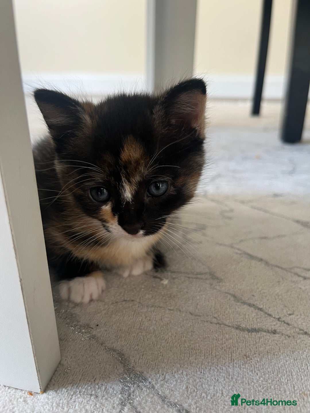 Mixed Breed cats for sale: Beautiful Boy Left 🩵 - Image 6