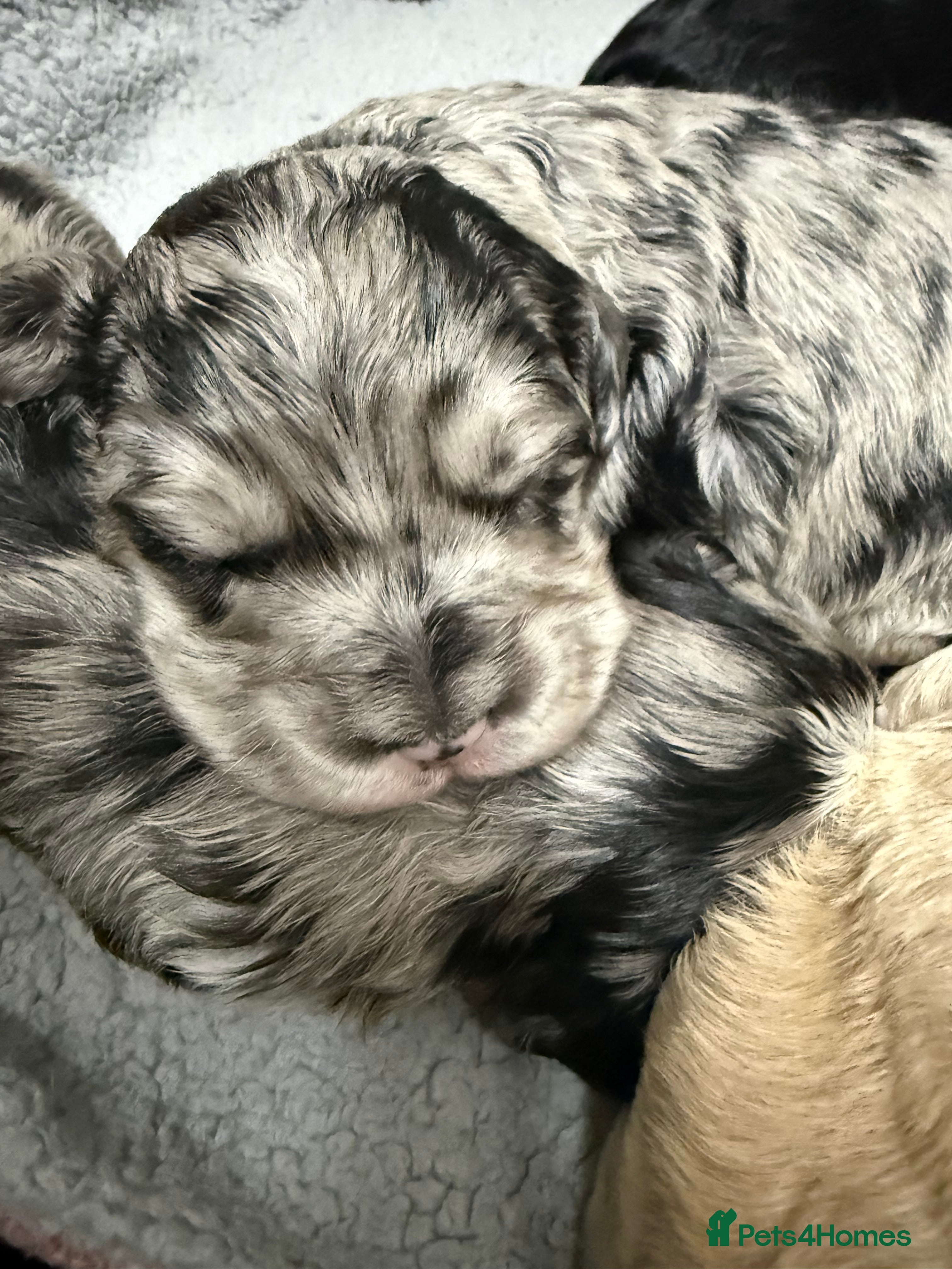 Australian Labradoodle dogs AUSTRALIAN LABRADOODLE  - Advert 6