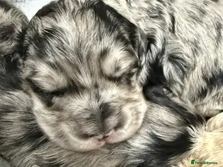 Australian Labradoodle dogs AUSTRALIAN LABRADOODLE - Advert 6