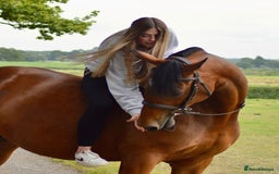 Irish Sports horses for sale: Looking for new home - Image 4