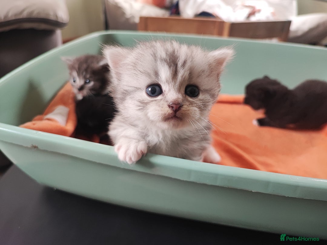 Devon Rex cats for sale: Munchkin x Devon rex  - Image 12