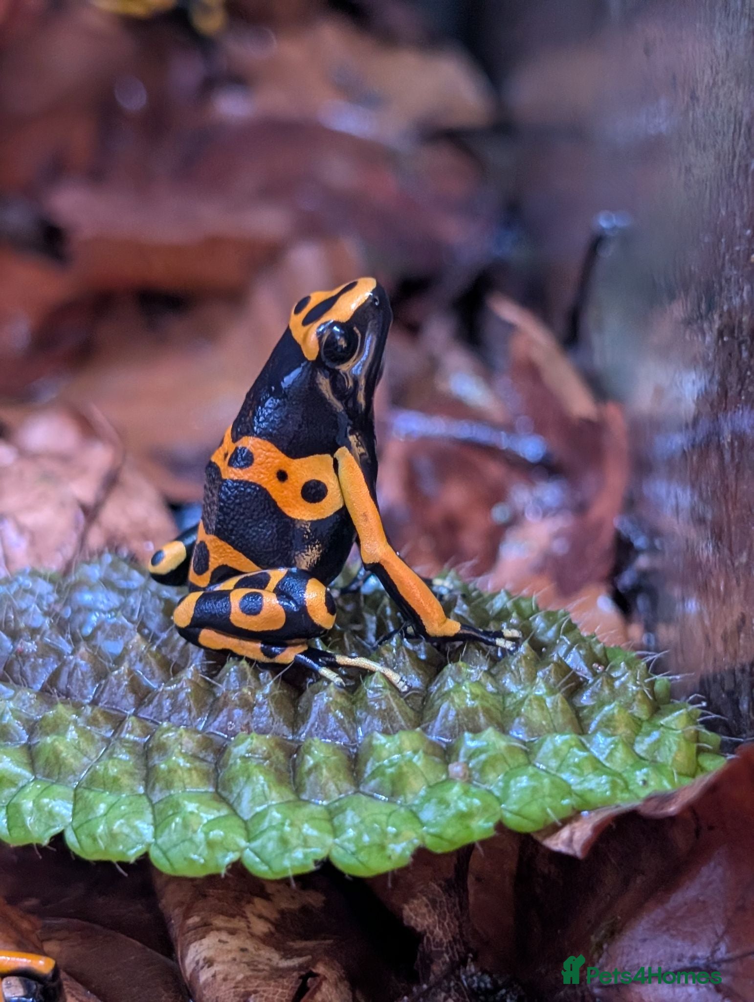 Frog reptiles Dendrobates Leucomelas “Puerto Ayacucho” - Advert 2