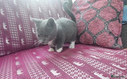 Munchkin cats for sale: Munchkin x Scottish Fold - Image 10