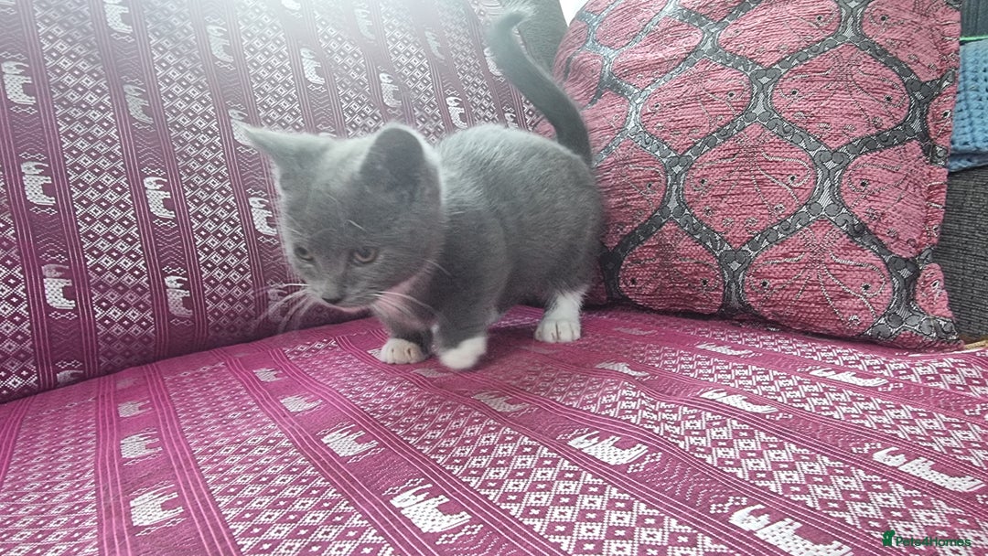 Munchkin cats for sale: Munchkin x Scottish Fold - Image 10