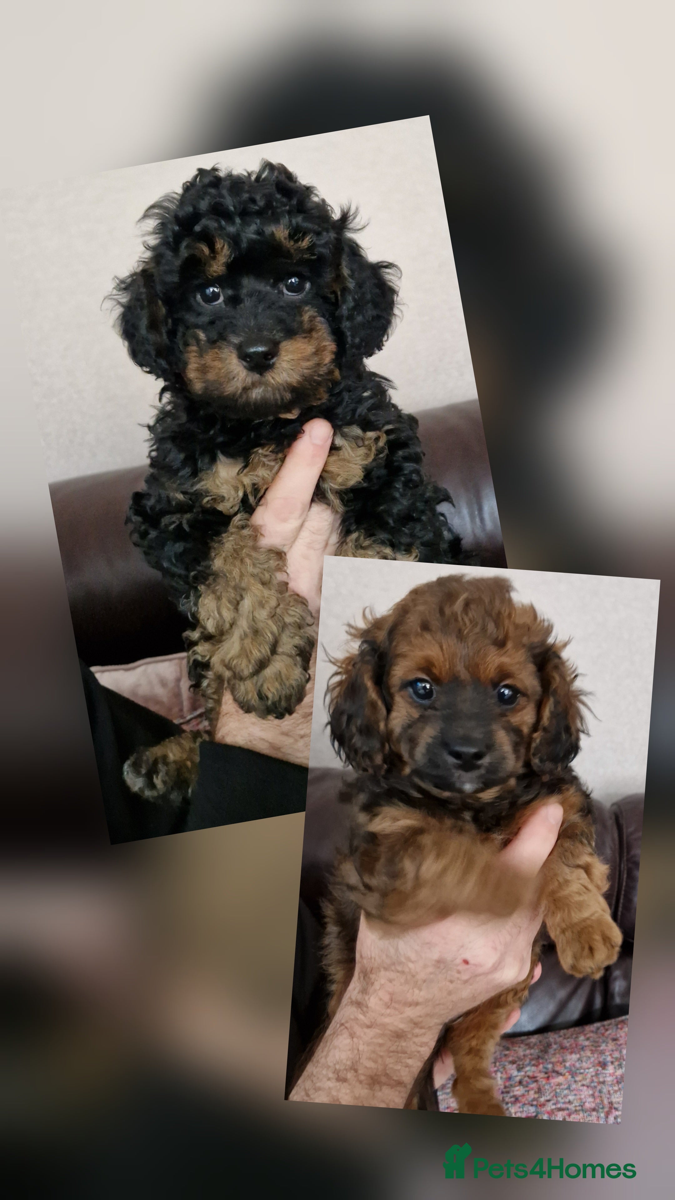 Cavapoochon dogs Our last Phantom boy and Sable girl Cavapoochon  - Advert 1