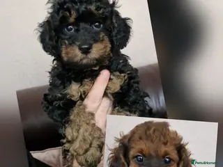 Cavapoochon dogs Our last Phantom boy and Sable girl Cavapoochon - Advert 2