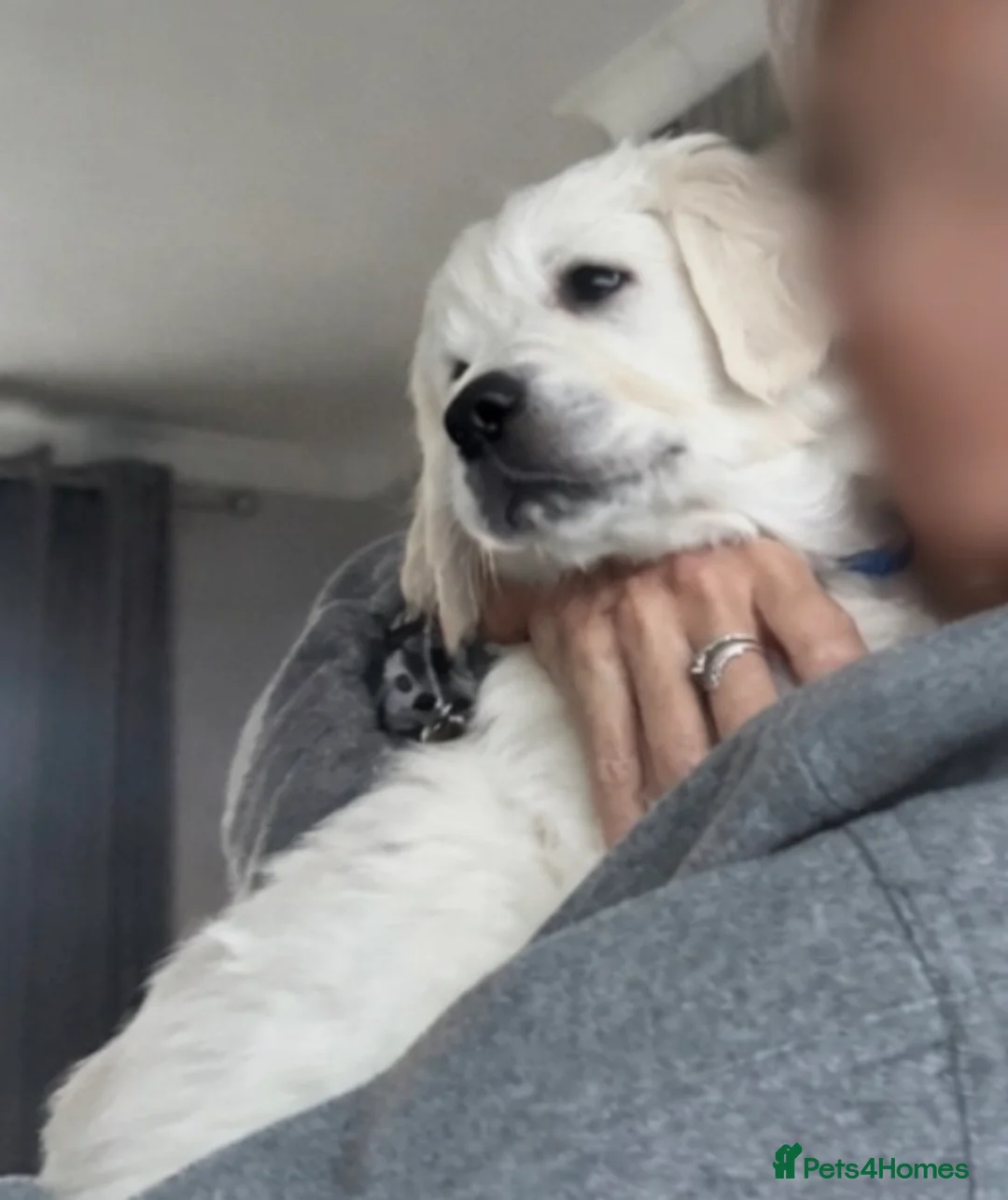 Golden Retriever dogs for sale: Golden retriever  - Advert 2