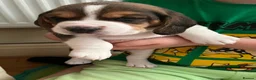 Beagle dogs for sale: Adorable and family friendly Beagle puppies in Accrington - Advert 6