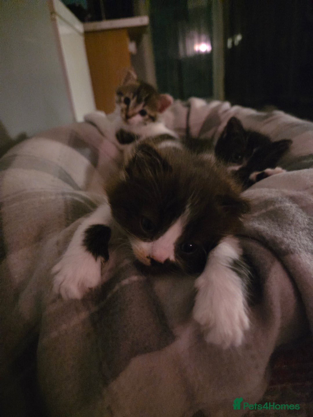 Mixed Breed cats for sale: 3 adorable kittens. Mum is half ragdoll - Advert 7