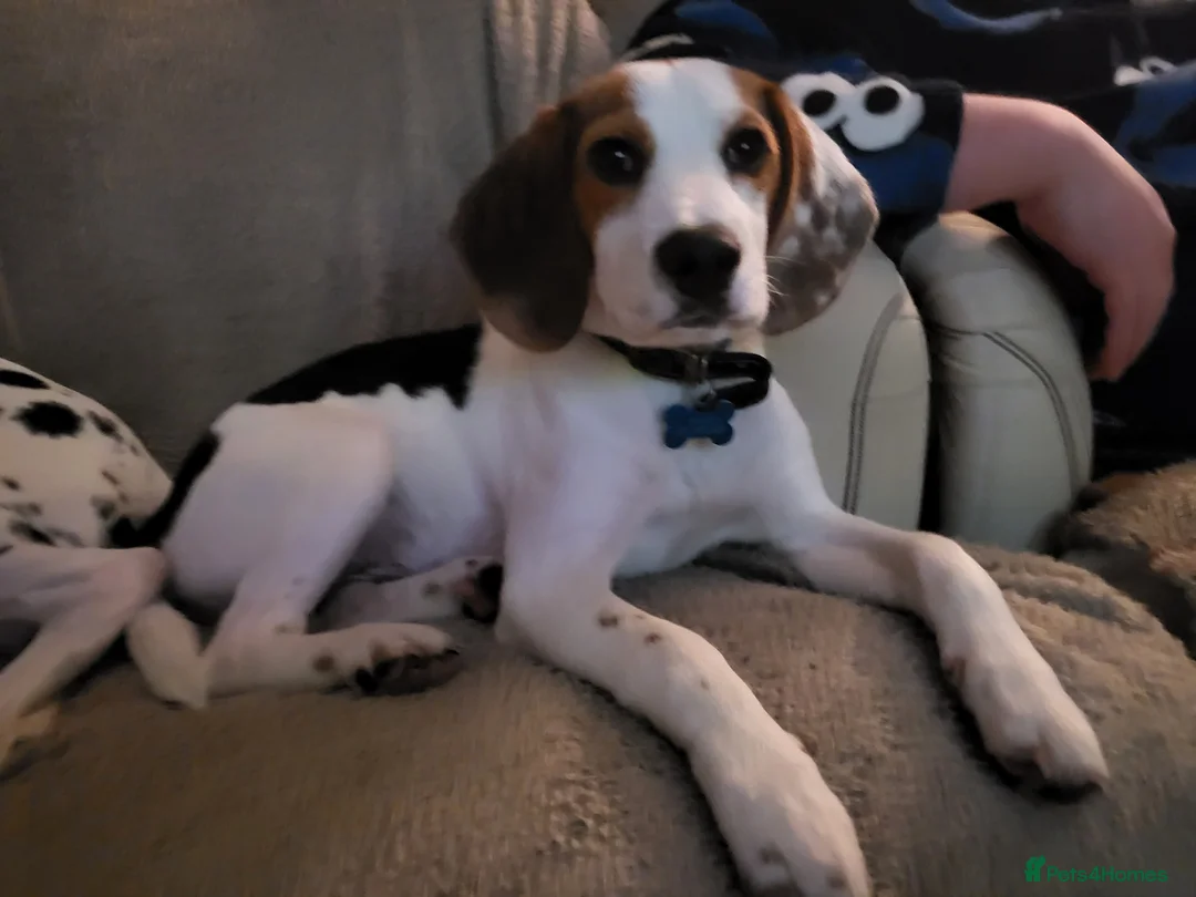 Beagle dogs for sale: Beagle boy 6 months old - Advert 5