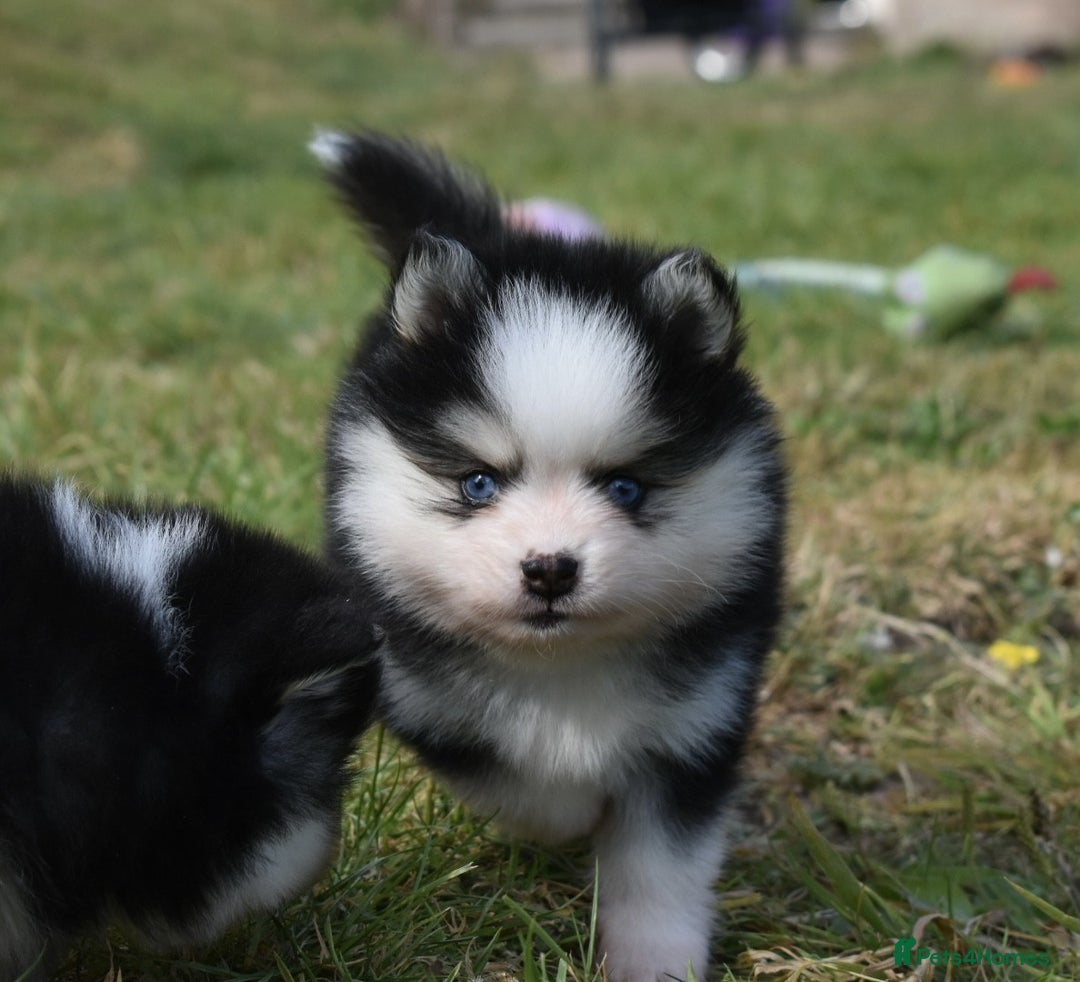 Pomsky dogs for sale: Genuine Toy Size Pomskies - Image 4
