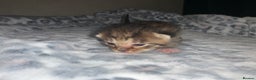 Mixed Breed cats for sale: Bright tabby’s and black kittens  - Advert 29