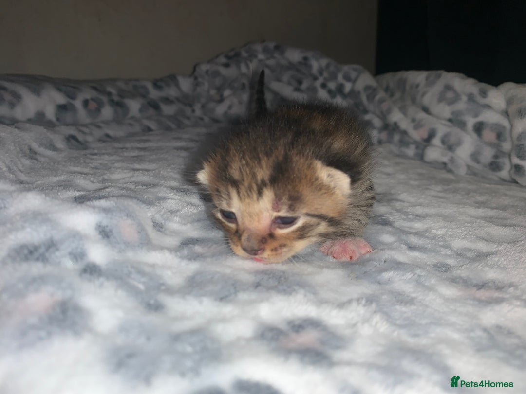 Mixed Breed cats for sale: Bright tabby’s and black kittens  - Advert 29