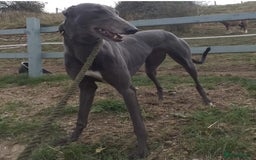 Greyhound dogs for sale: Irish Greyound Puppies  - Image 3