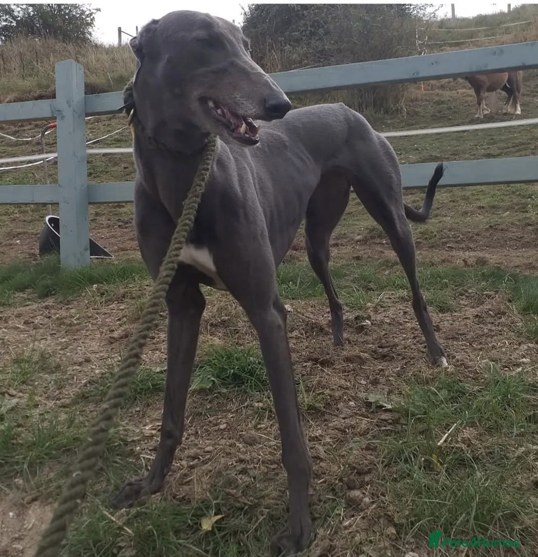 Greyhound dogs for sale: Irish Greyound Puppies  - Image 3