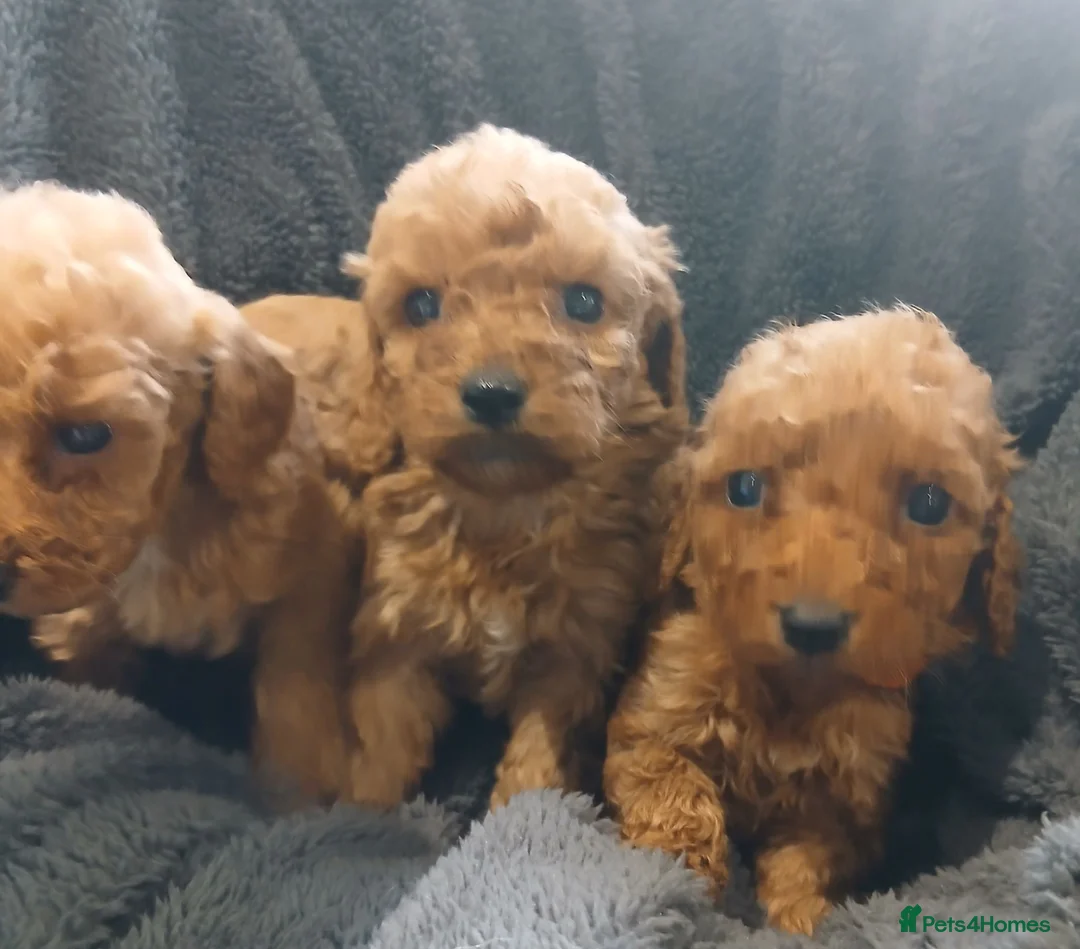 Cockapoo dogs for sale: F1 B COCKAPOO PUPPIES PRA UNAFFECTED - Advert 1