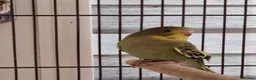 Budgerigars birds for sale: Baby budgies.  - Advert 7