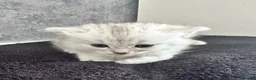 Persian cats for sale: Silver tipped Persians - Advert 4