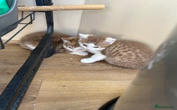 Mixed Breed cats for sale: Kittens for sale  - Image 13