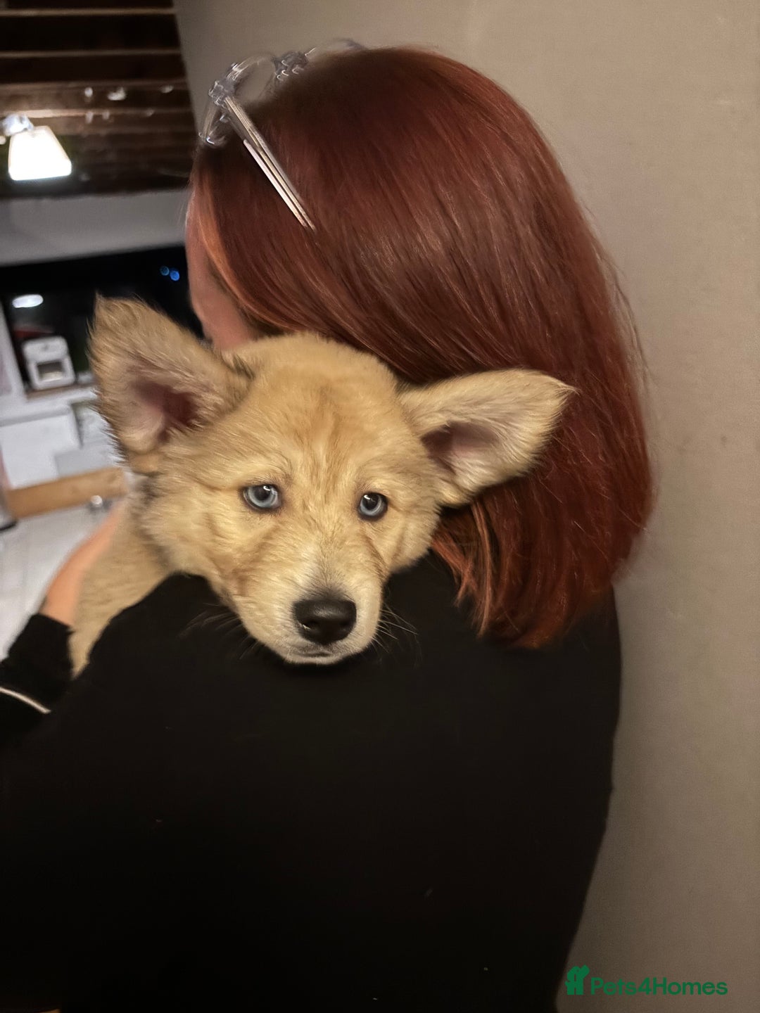 Pomsky dogs for sale: ✨ Adorable Blue-Eyed Pomsky Pups, 11 Weeks Old - Image 22