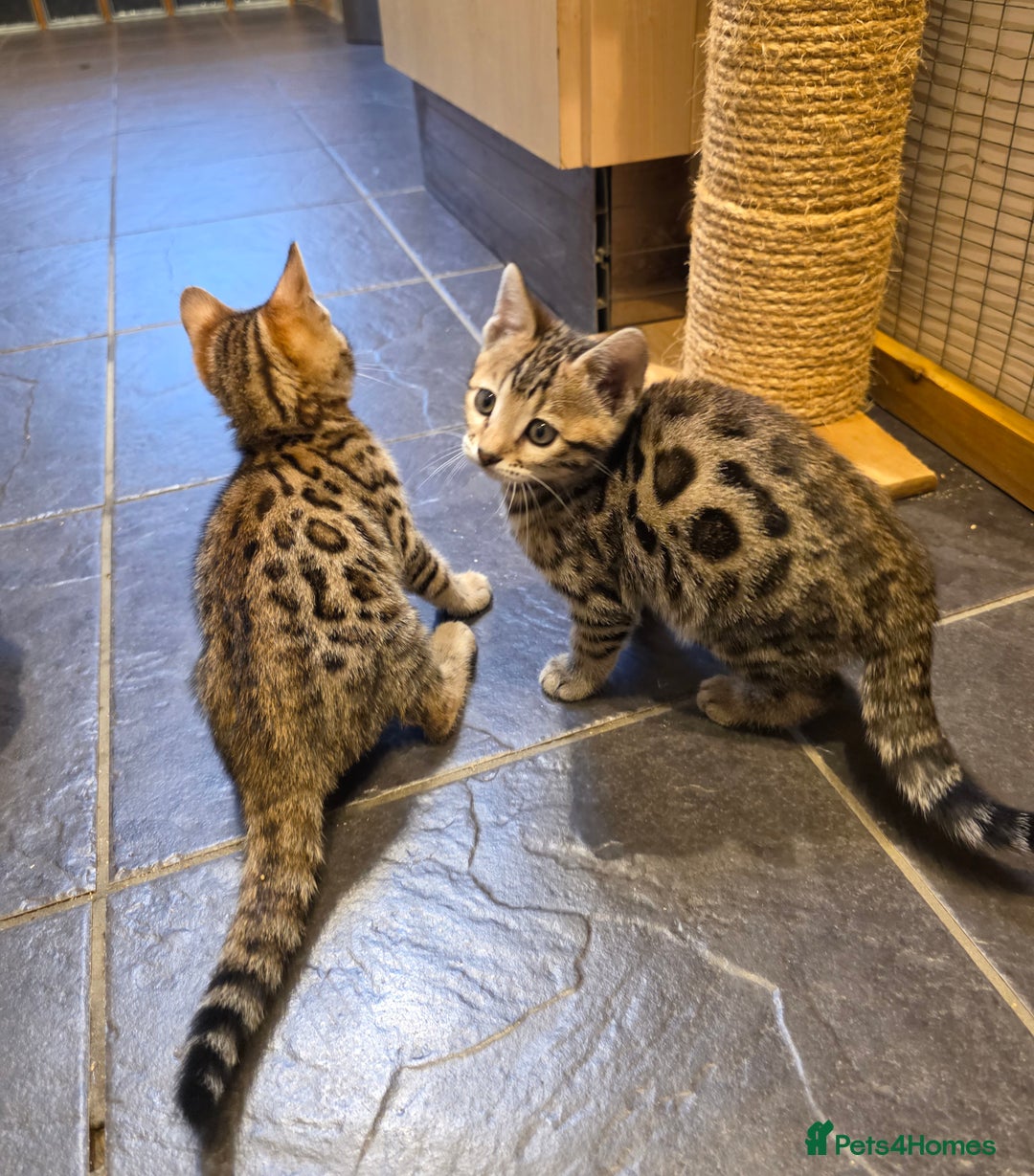 Bengal cats for sale: Outstanding quality Brown rosetted bengal kittens  - Advert 18