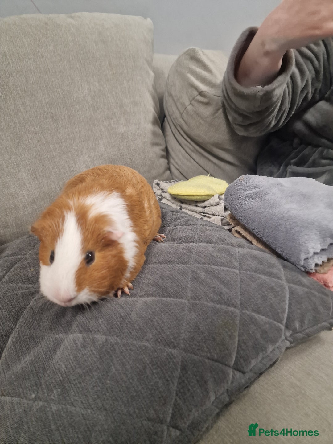 Guinea Pig rodents for sale: Male guinea pigs for sale - Image 2