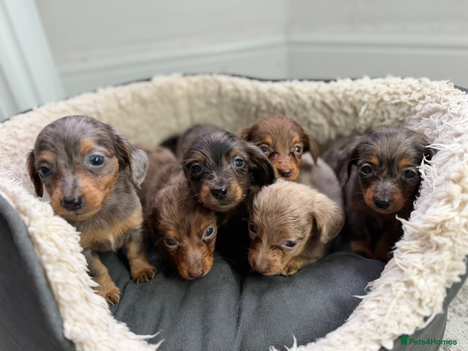 Miniature Dachshund dogs Miniature longhair dapple dachshund puppies - Advert 1