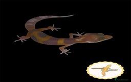 Leopard Gecko reptiles for sale: Baby leopard geckos for sale - Image 7