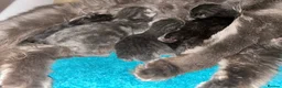 Mixed Breed cats for sale: Weaned and socialised cubs ❤️ in Shrewsbury - Advert 17