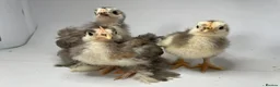 Chickens poultry for sale: MOTTLED PEKIN GROWERS  - Advert 9