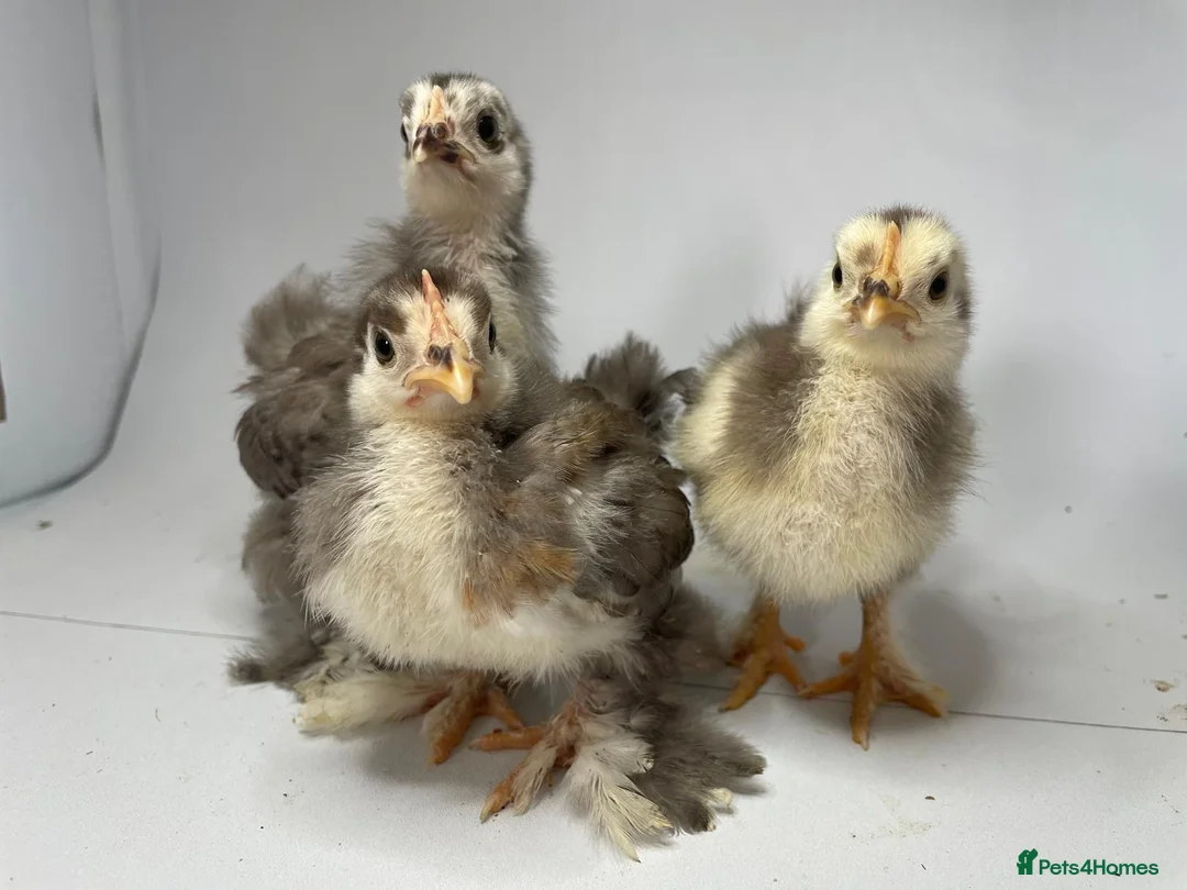 Chickens poultry for sale: MOTTLED PEKIN GROWERS  - Advert 9