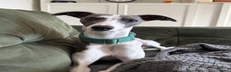 Whippet dogs for stud: Stunning Whippet Stud - KC Registered - Advert 2