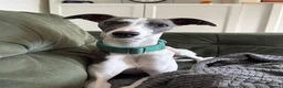 Whippet dogs for stud: Stunning Whippet Stud - KC Registered - Advert 2