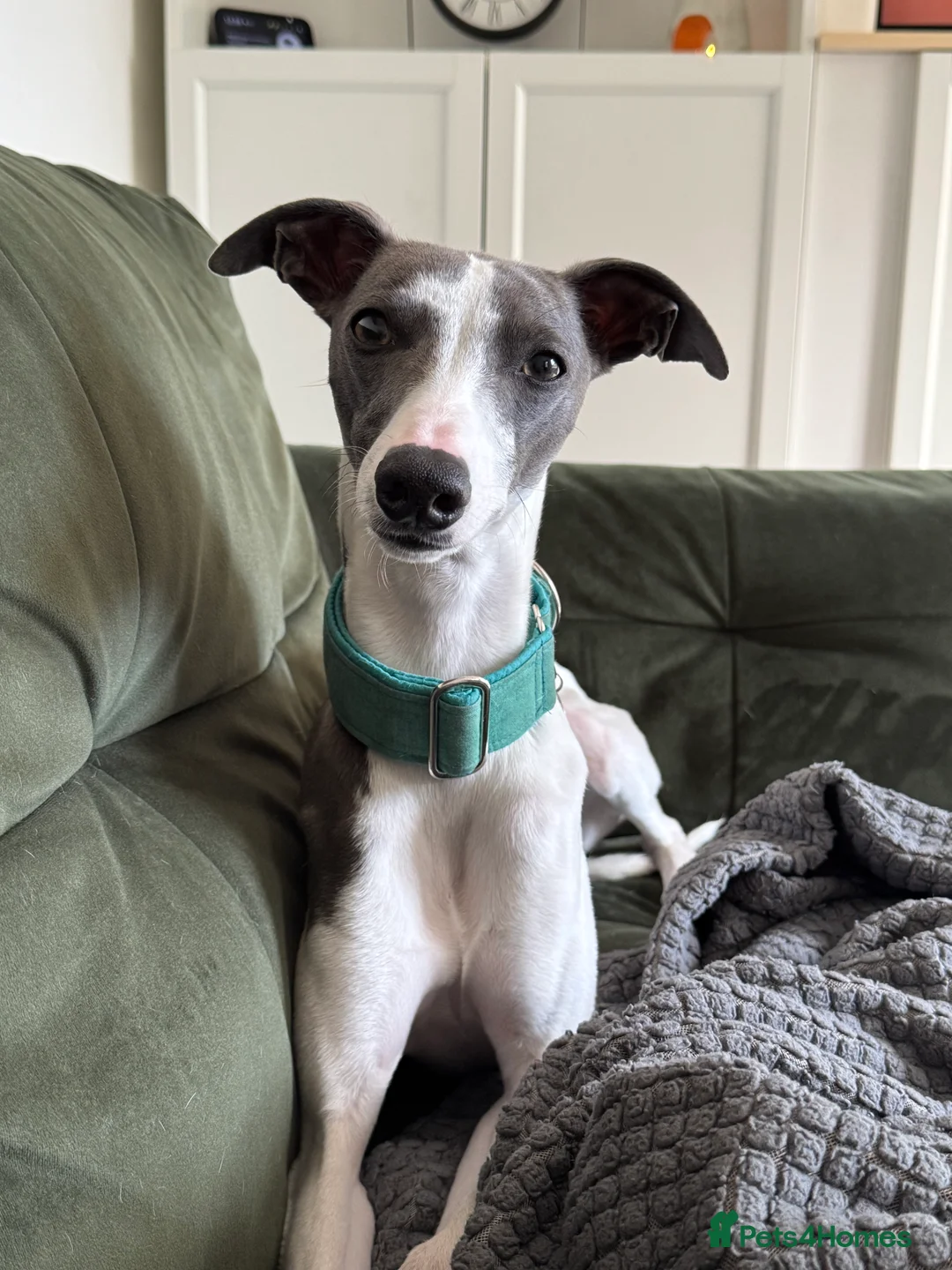 Whippet dogs for stud: Stunning Whippet Stud - KC Registered - Advert 2