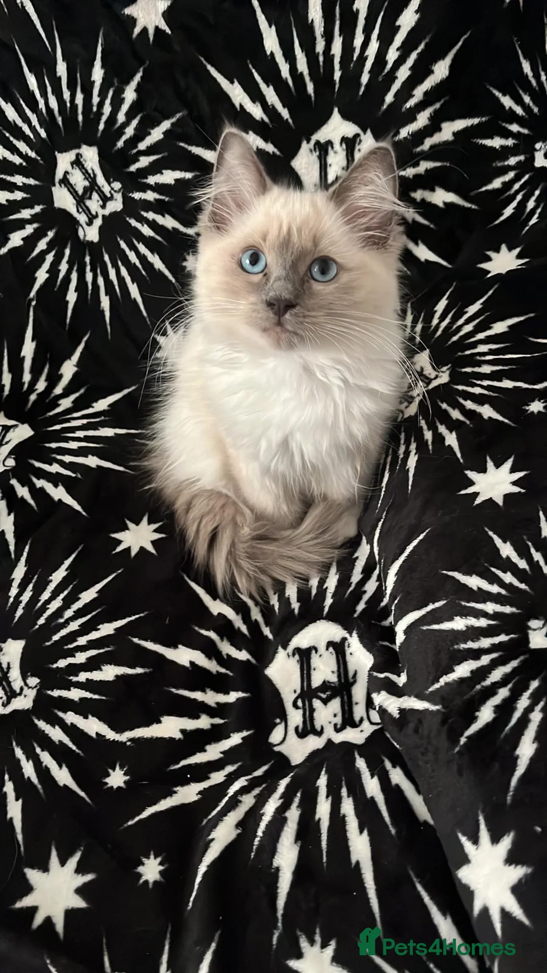 Ragdoll cats for sale: Candy - Advert 5