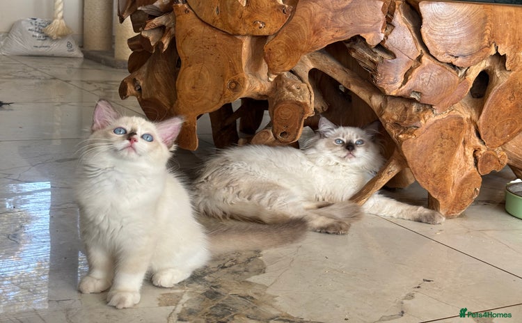 Ragdoll cats - Advert 1