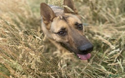 Mixed Breed dogs for adoption: KODA - 5 years old, Shepherd Mix, Boy - Image 4